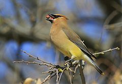 Cedar Waxwing